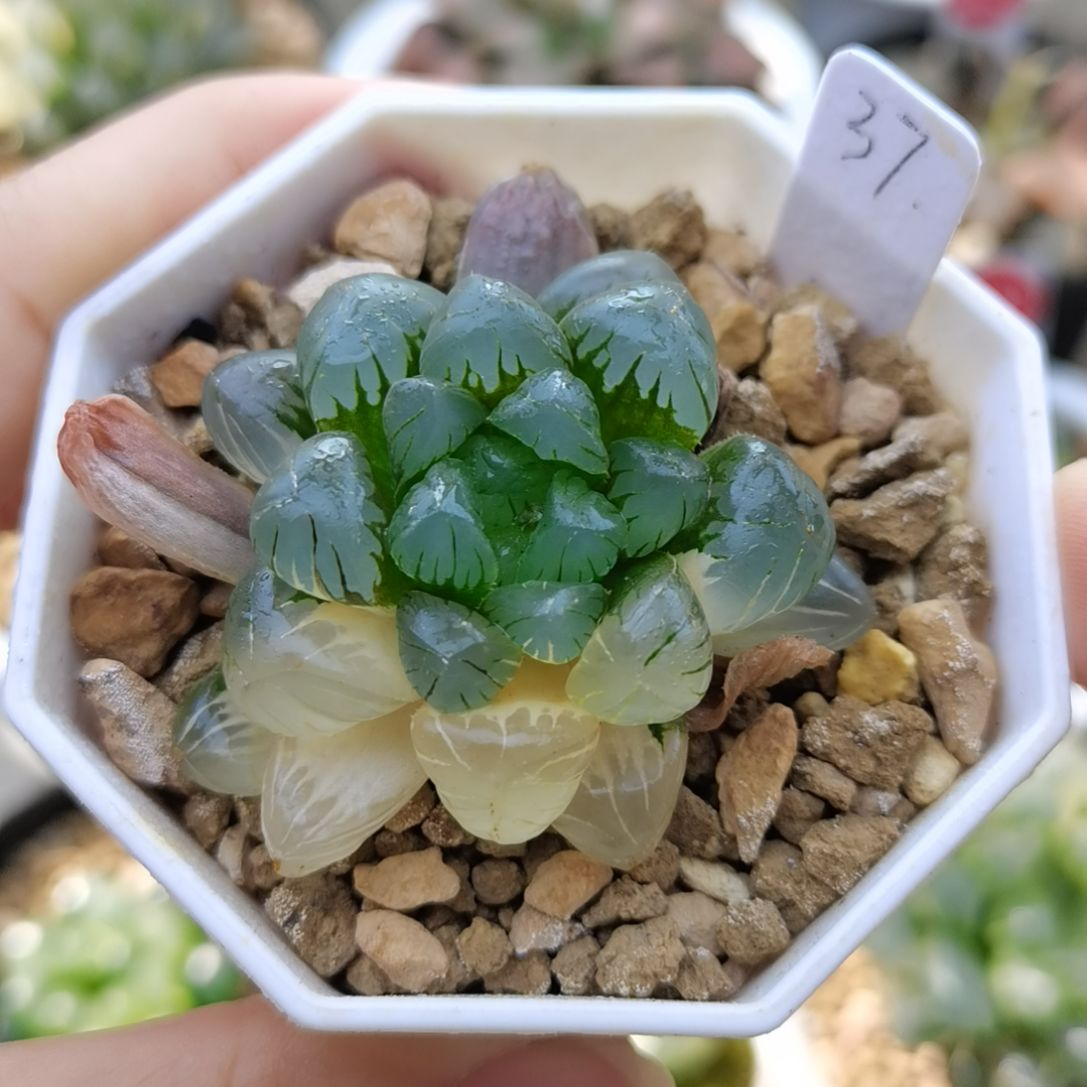 37号冰灯玉露锦一物一拍带盆土发货满38包邮