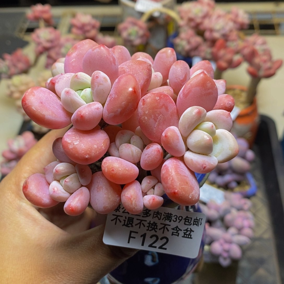 122樱花洛神多肉7c m