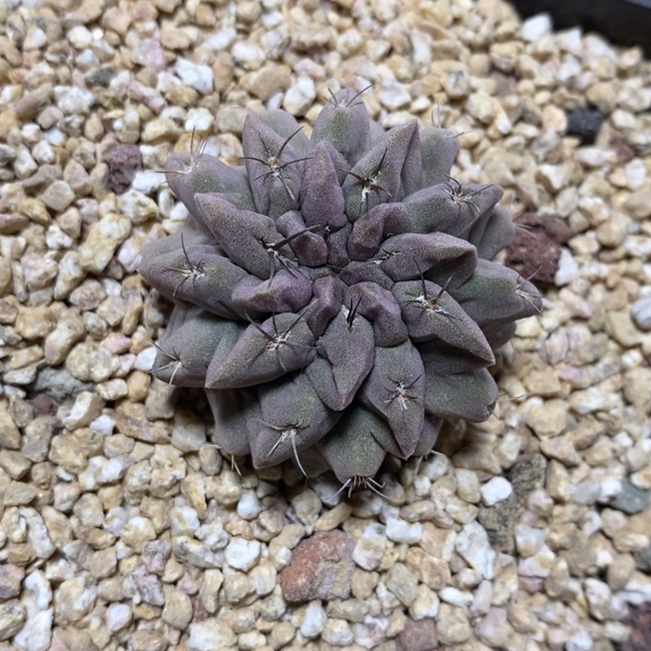 实生紫皮素妆玉470号4cm