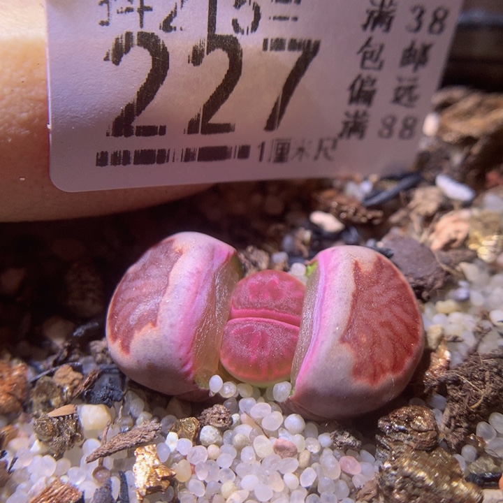 精品生石花215.227紫菊