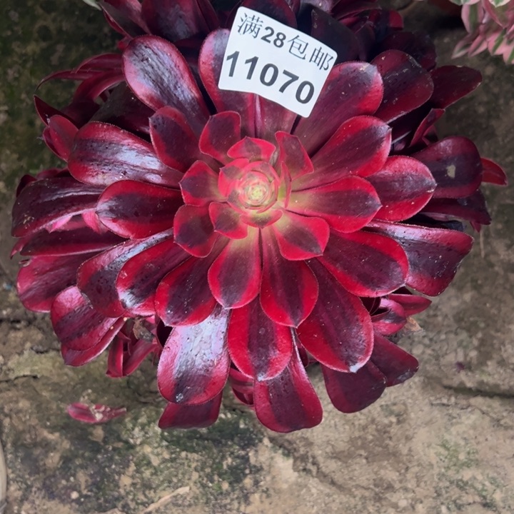 11070南美杜莎多肉植物