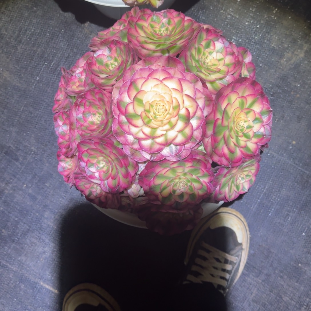 猪***6vvggggggggggggq倾城