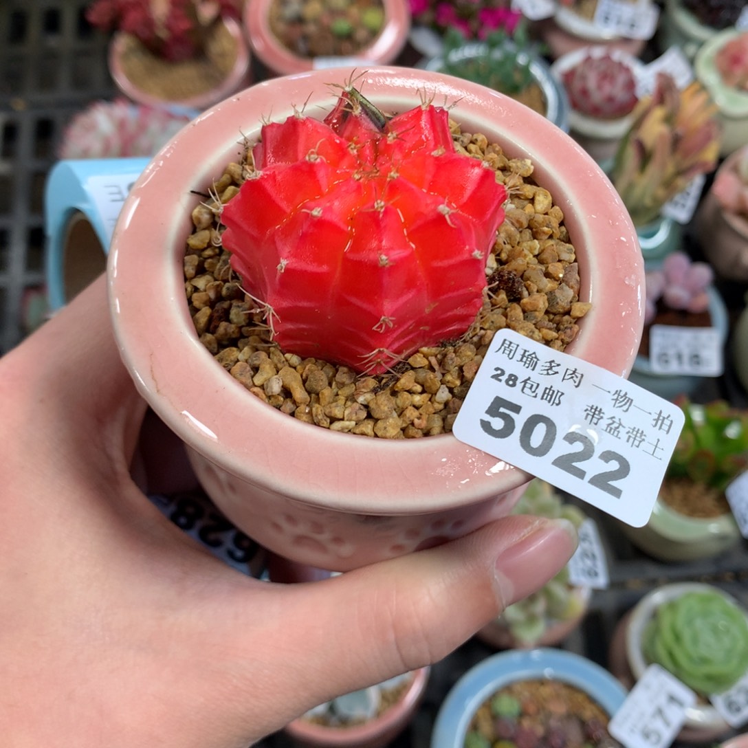 5厘米盆精控多肉5022