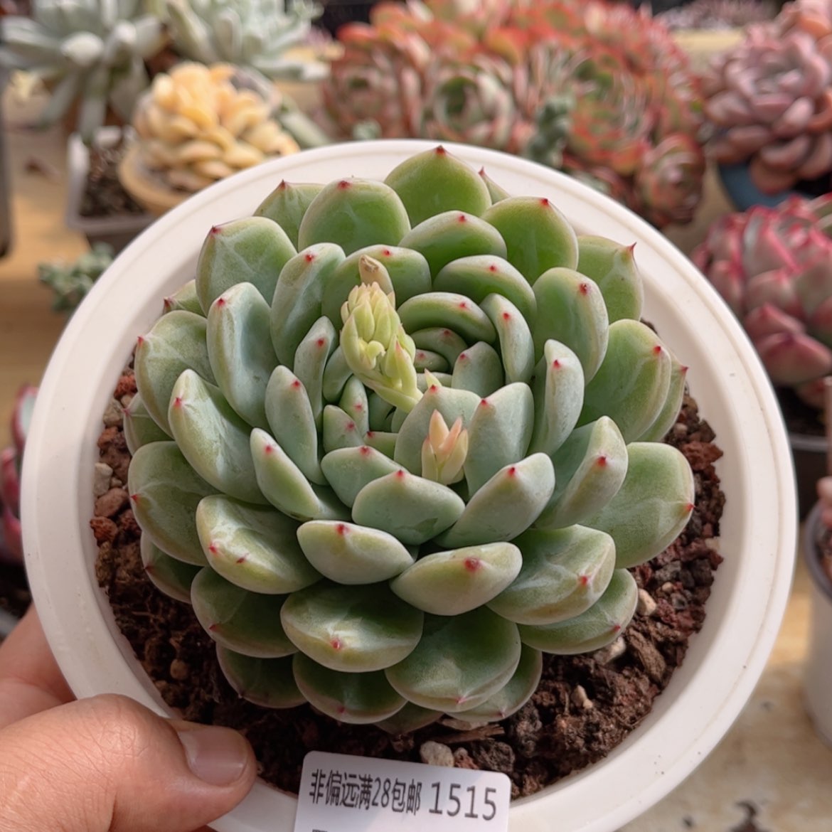 【闪购商品】1515雪花珍妮