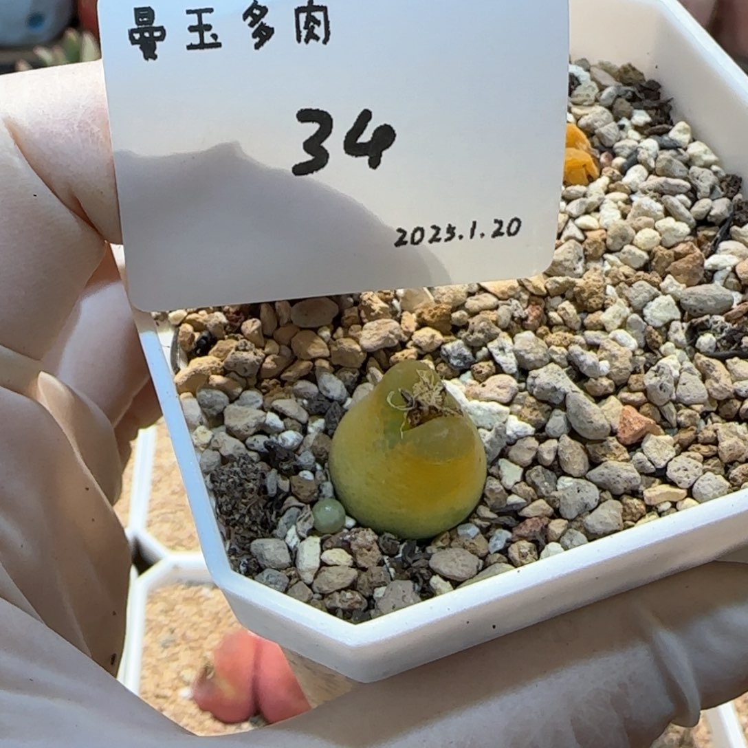 吧*。多肉多肉多肉1.20-034