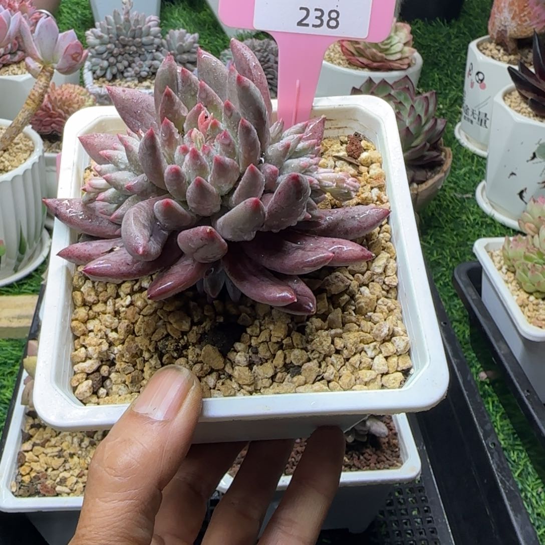 锦安精品多肉编号238