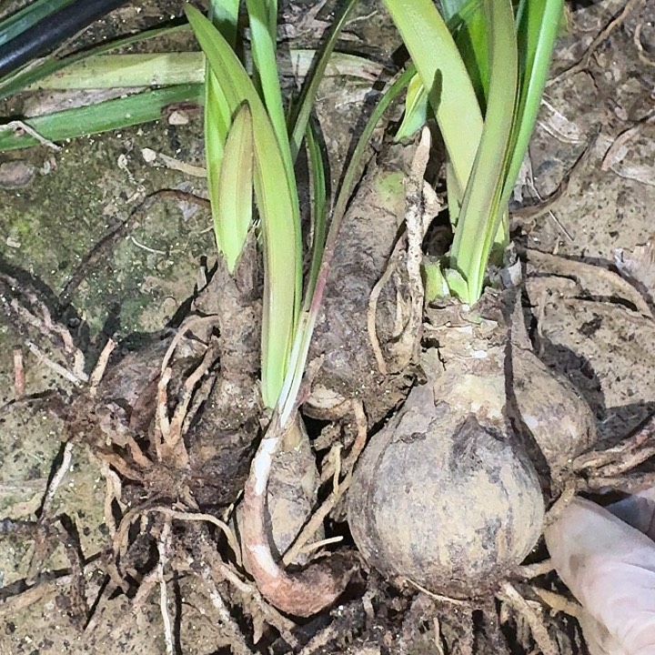 红凤蝶6棵总尺寸16厘米裸根