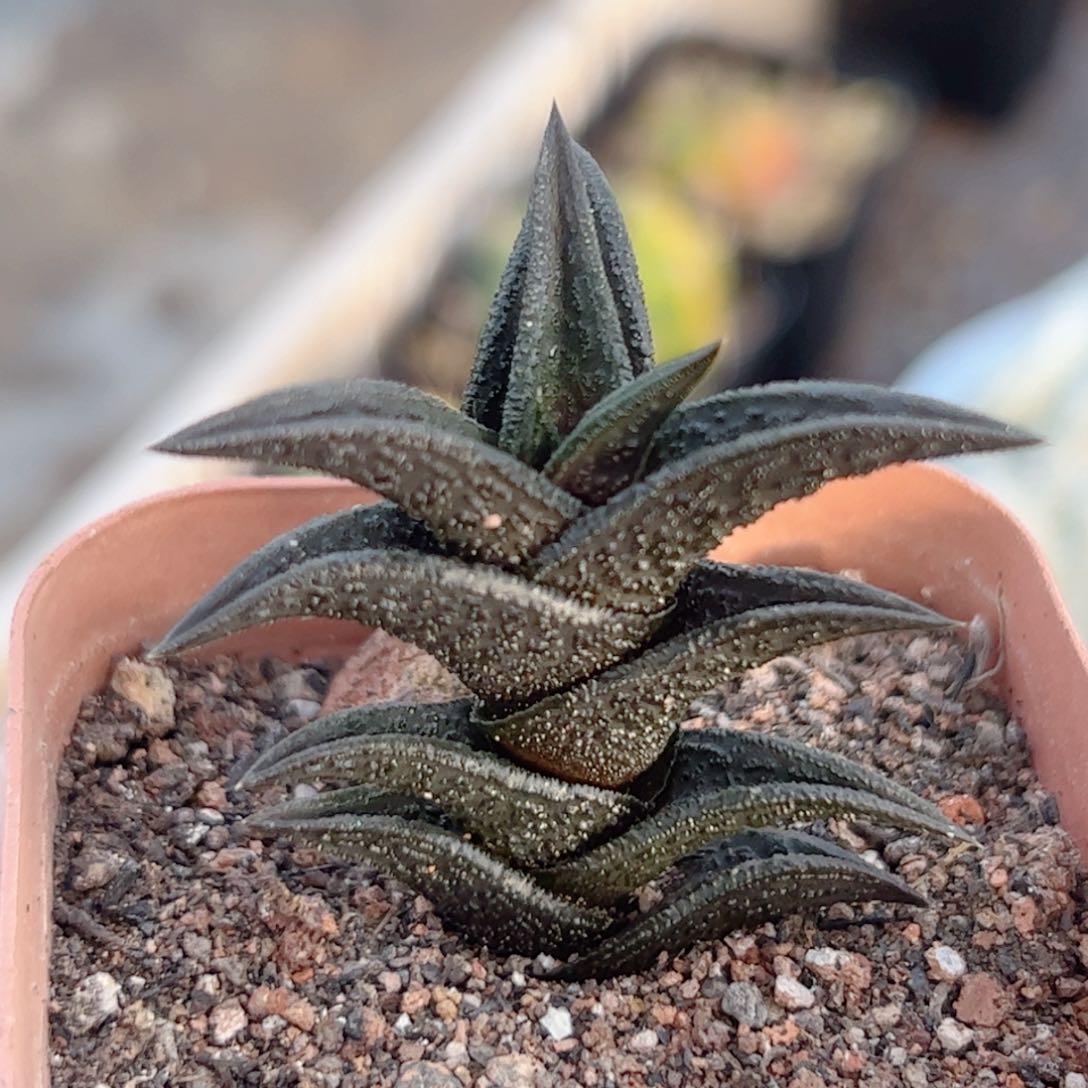 实生 尼古拉硬叶