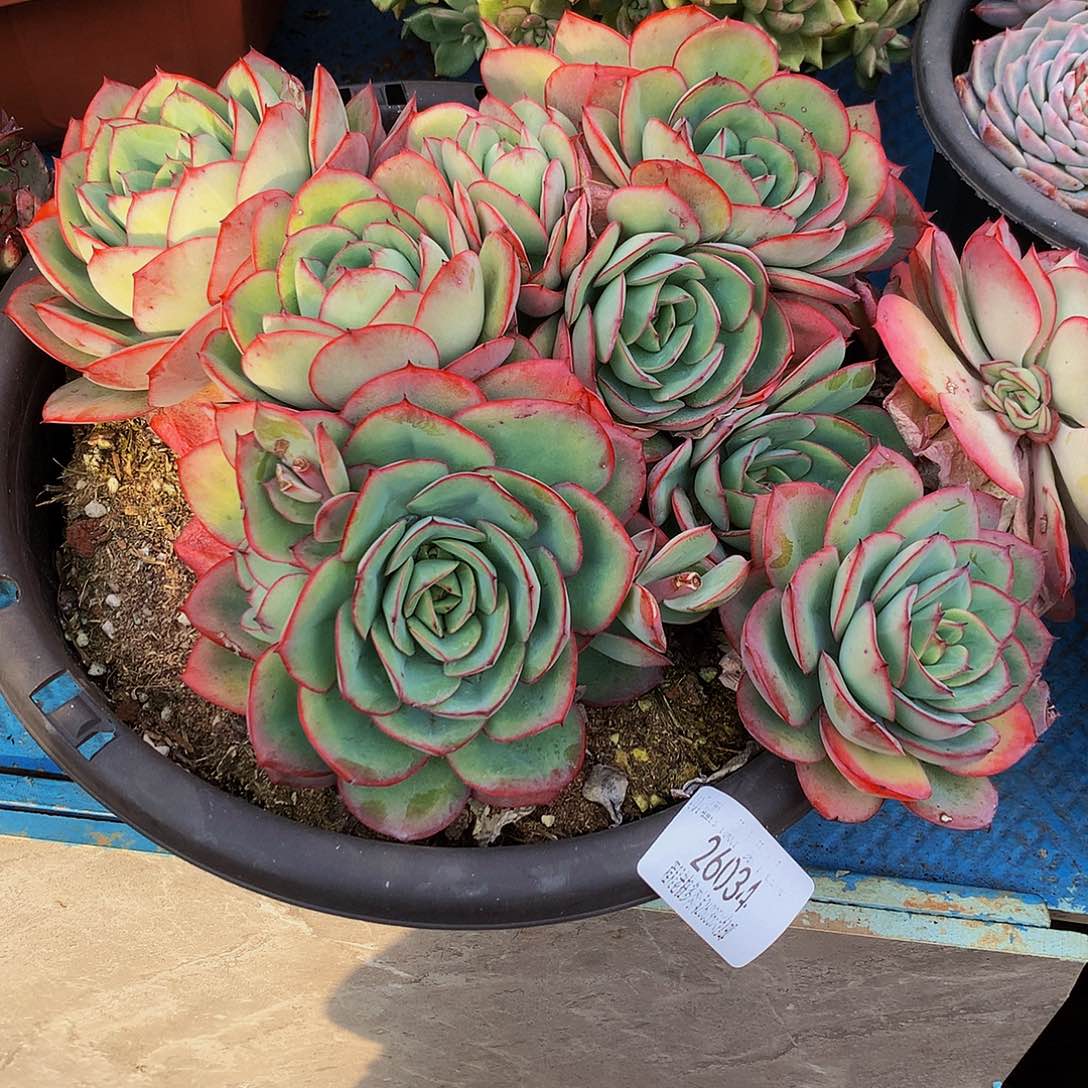 彩***飘牡丹亭26034吨肉多肉