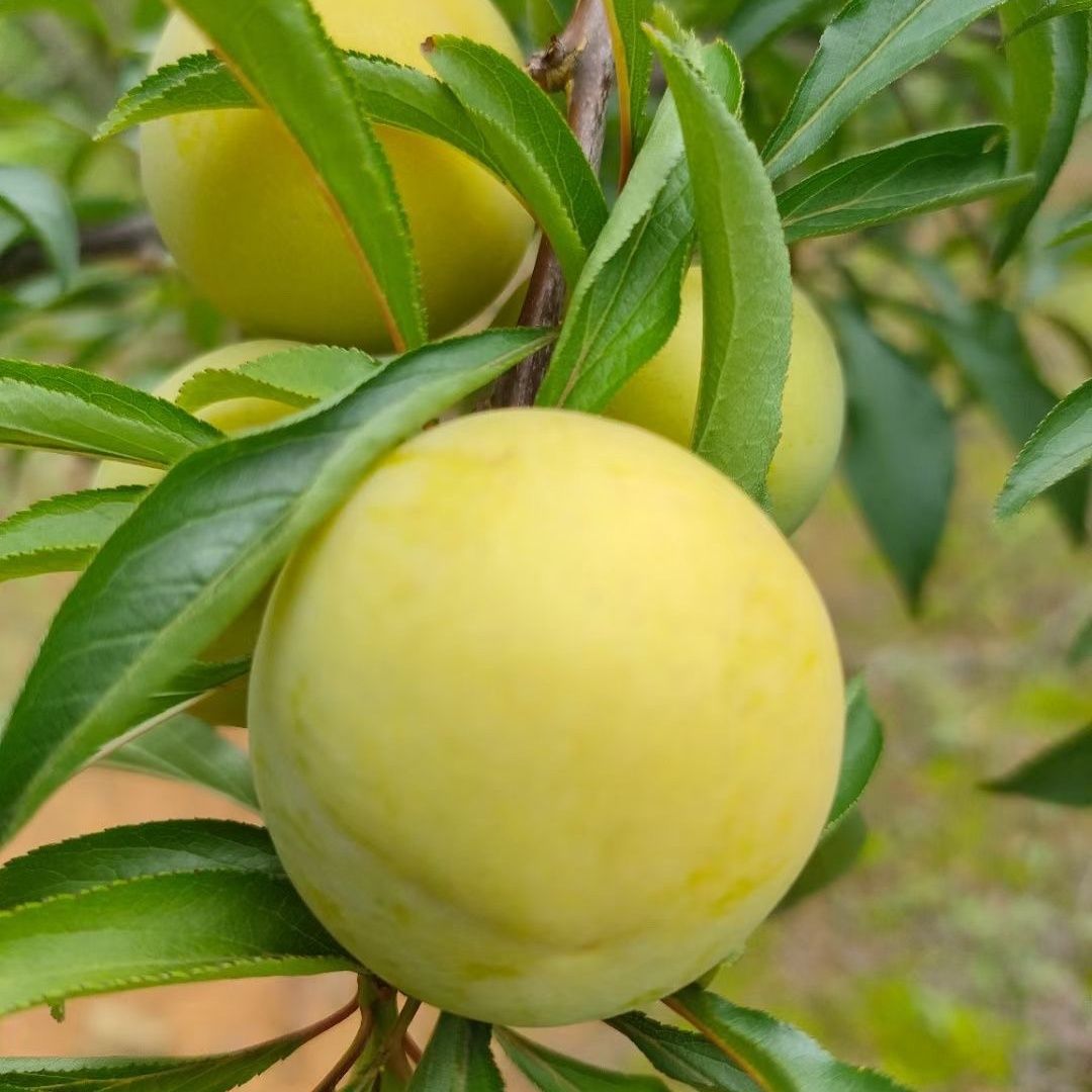 【贵州六马四月李】脱骨李青脆李酸甜脆李子现摘新鲜水果顺丰包邮