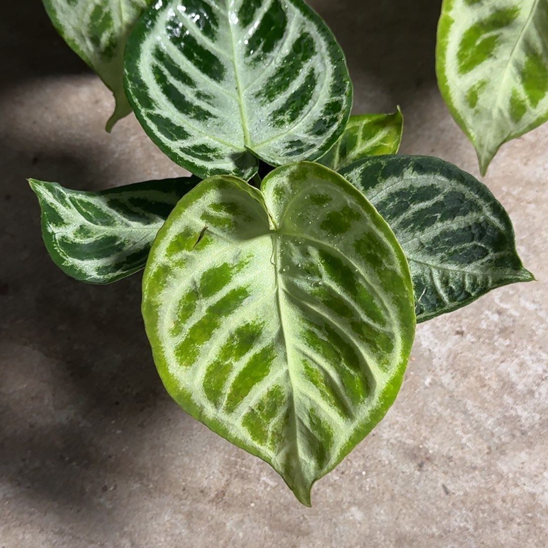 休***七完全开放P182微瑕铜锣烧福利