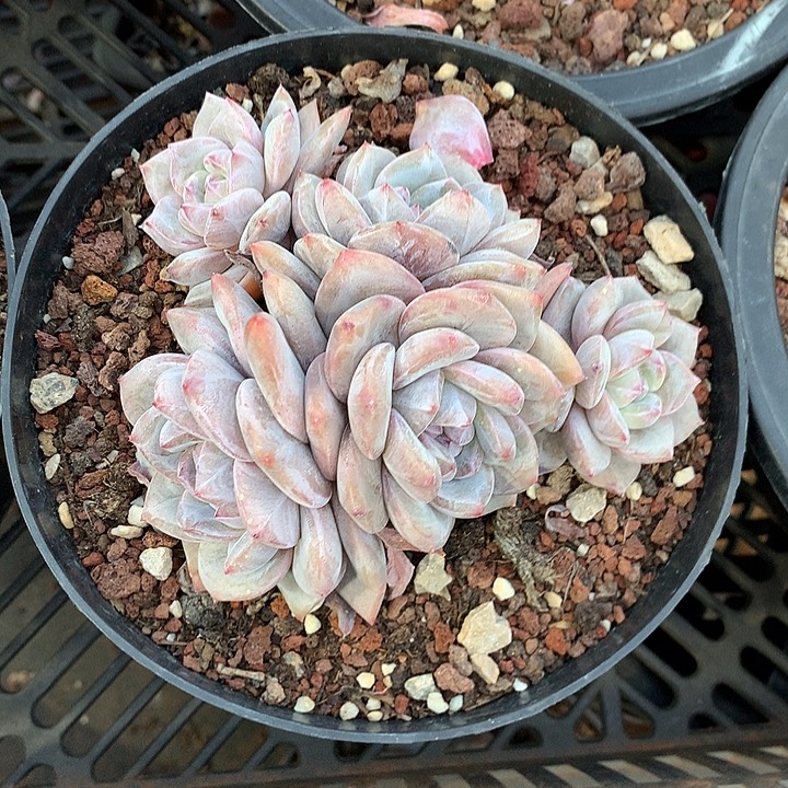 星影多肉植物哈哈20