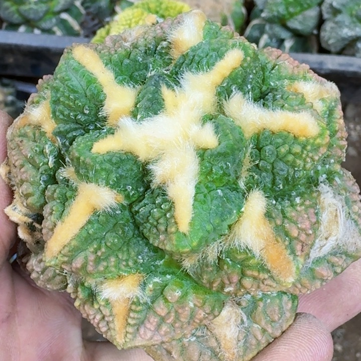 福利苗接龟甲锦582