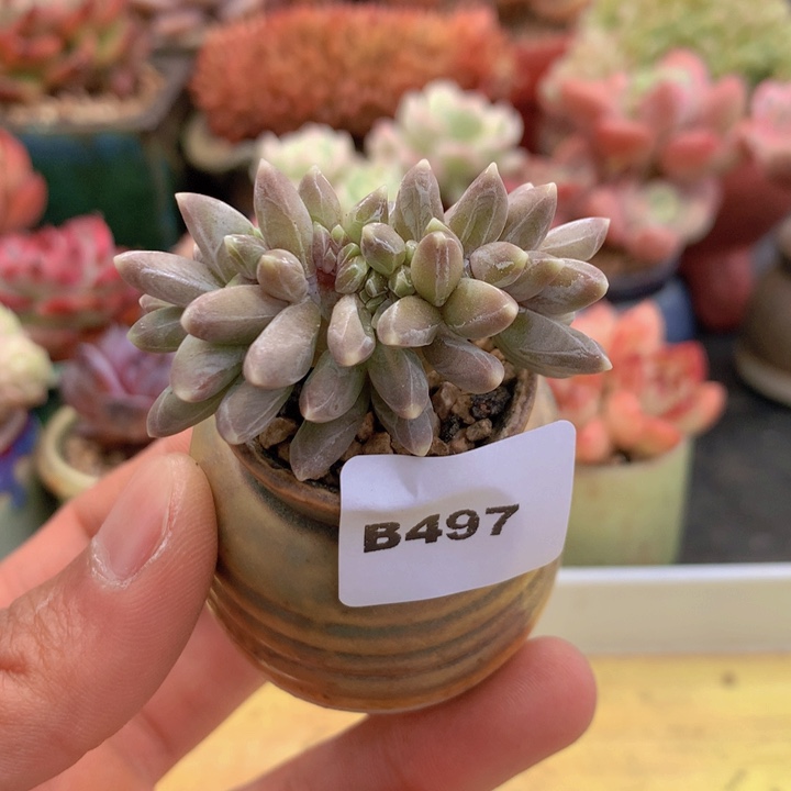 一物一拍满38包邮B497