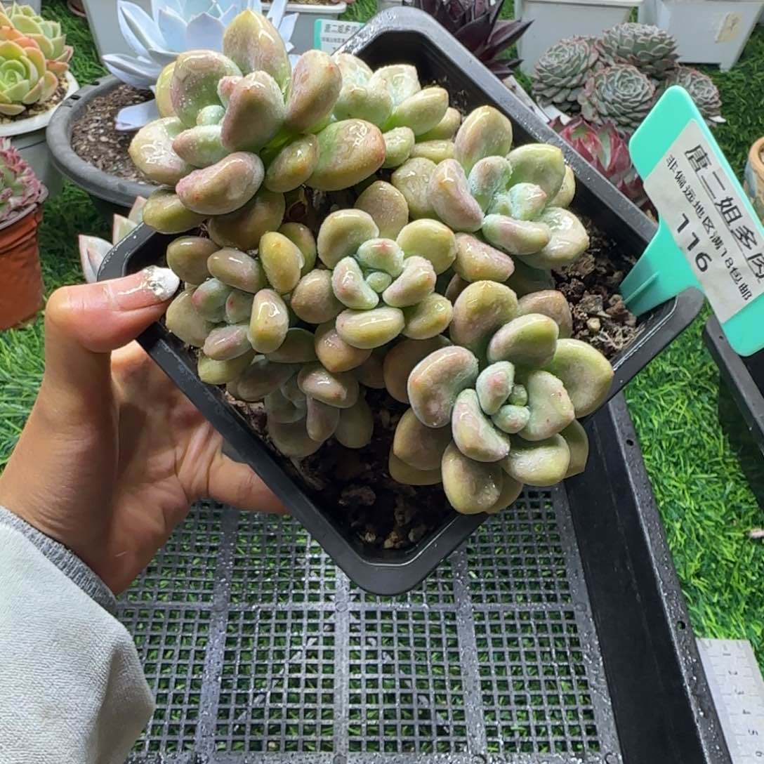 唐二姐多肉编号116