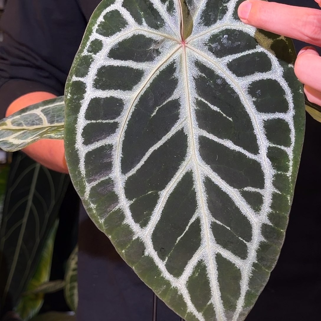 完全开放N55极致小钻石