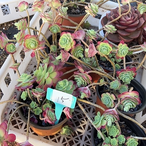 芷***工15一筐脱土多肉植物