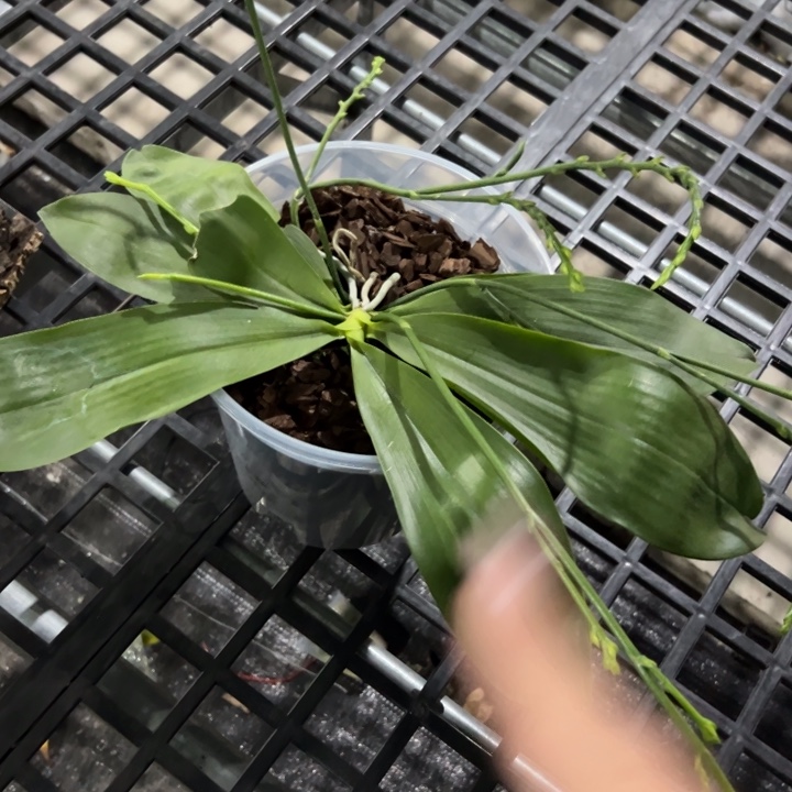 @***糖不开花植物7寸蓝盾X柠宁叶损