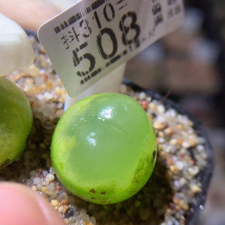 精品生石花310.508