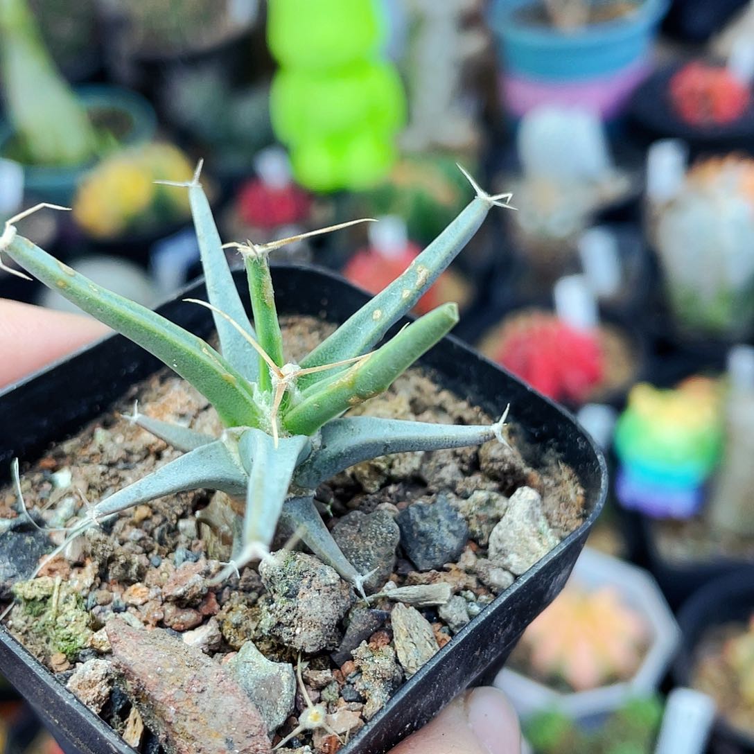 光山非偏远地区满25包邮仙人球