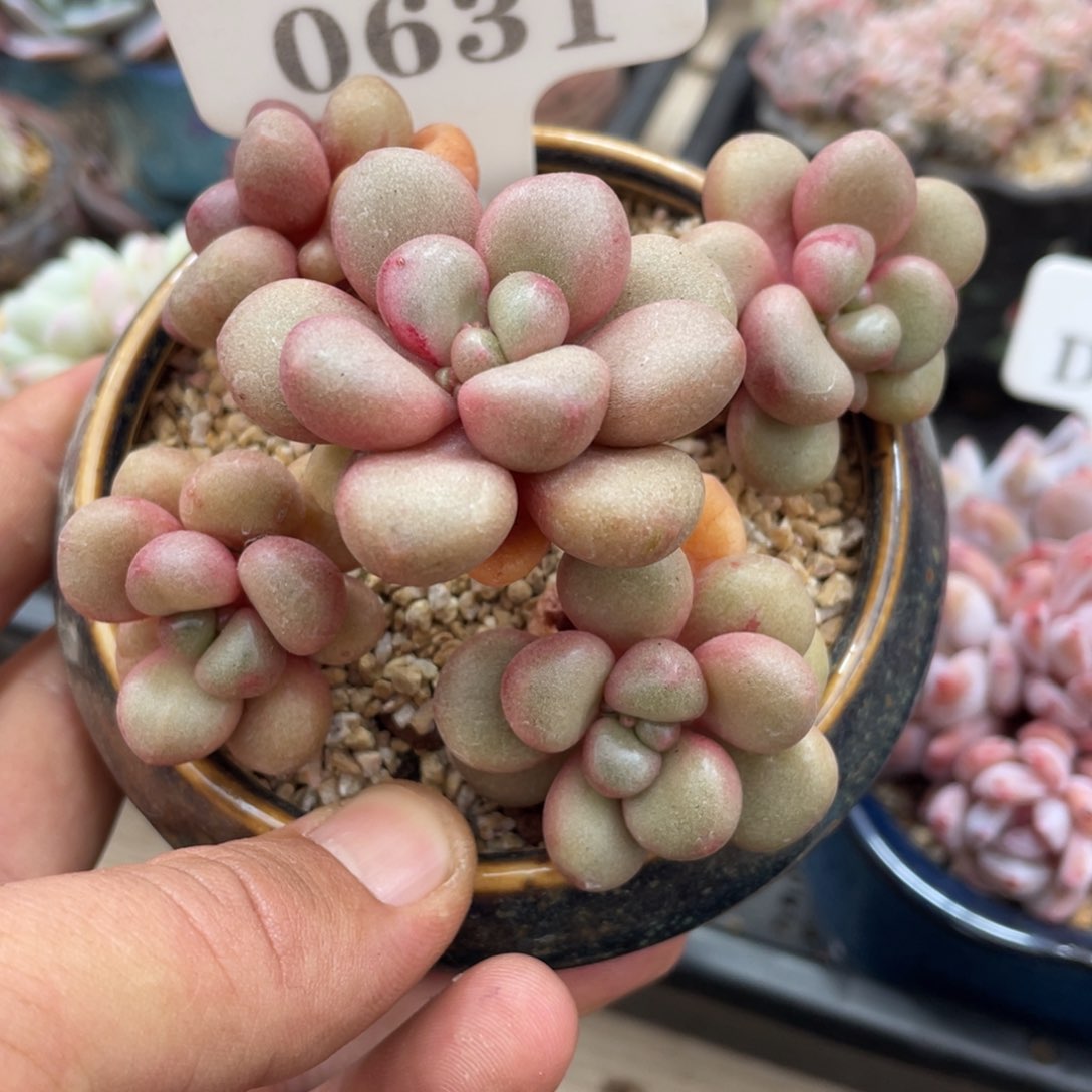 0631先锋派不带盆12厘米