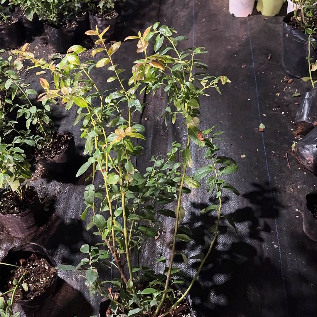 超大钵F6 1颗。    