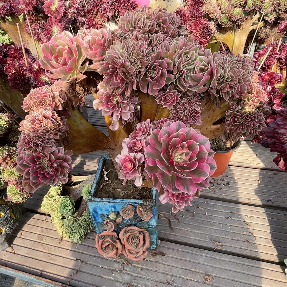 【闪购商品】无花朵粉女巫