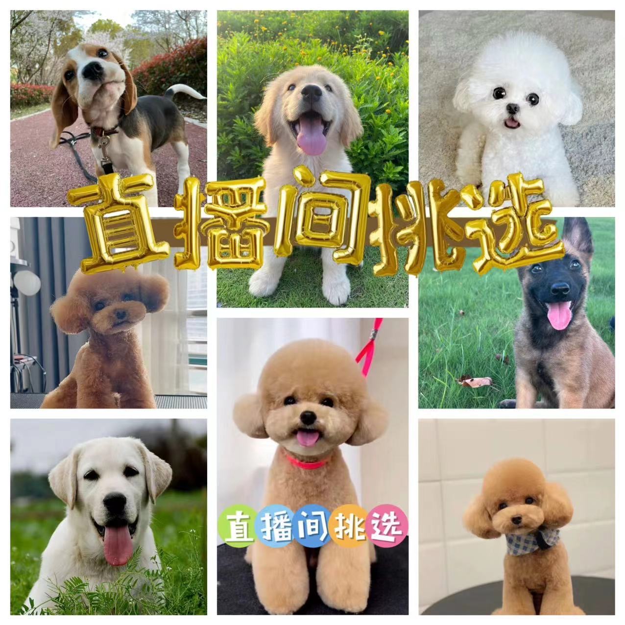 直播间挑选超萌活物小狗博美比熊金毛拉布拉多德牧泰迪柯基边牧犬