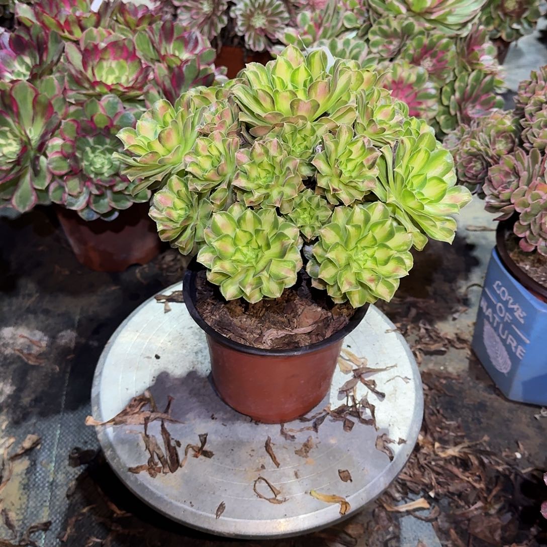 多肉植物韶华0523