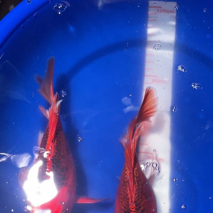 蝴蝶鲤冷水观赏鱼
