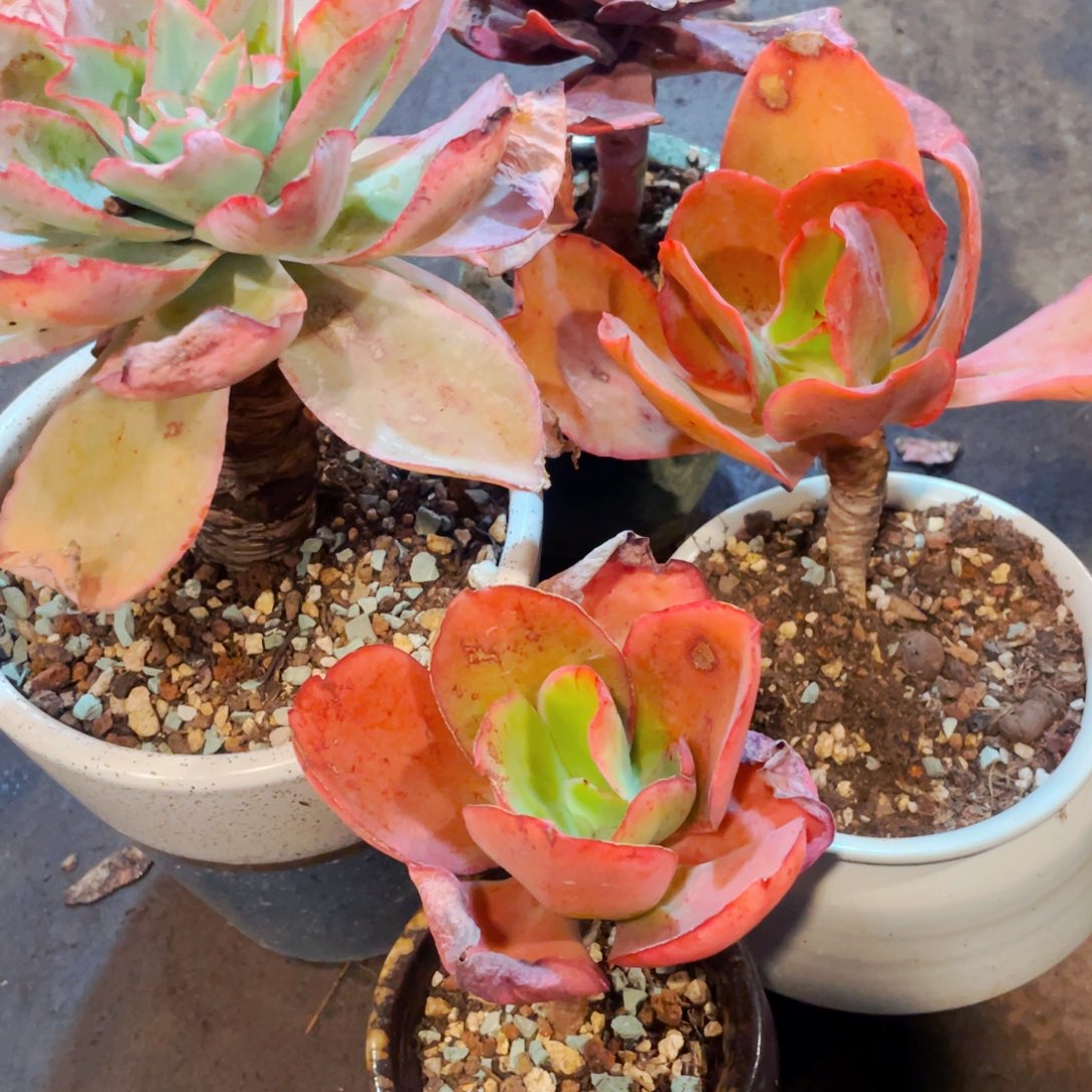 暖***4颗一起38包邮快递