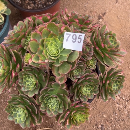 795奶白多肉植物花花