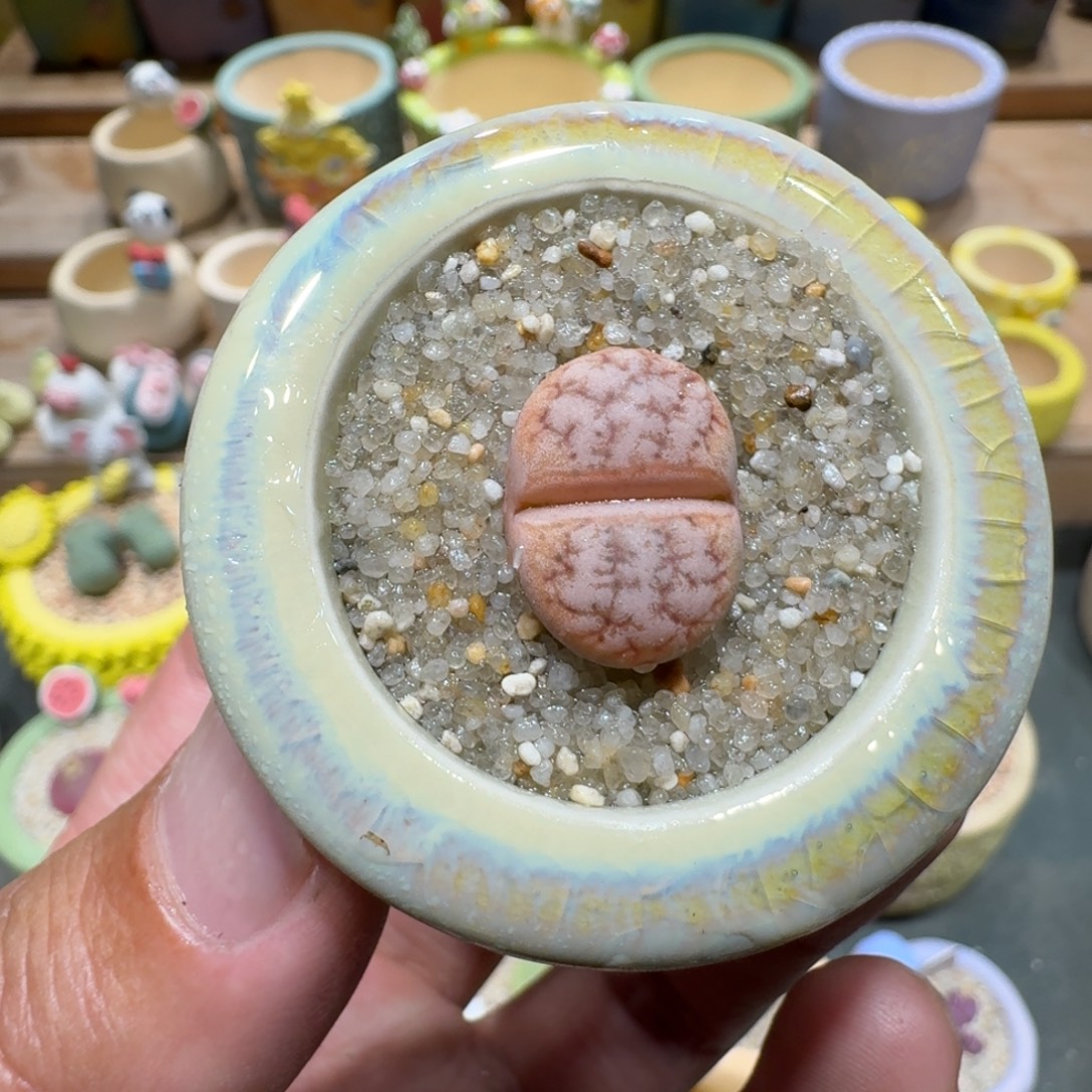 蘑菇1185c309a拿铁多肉植物