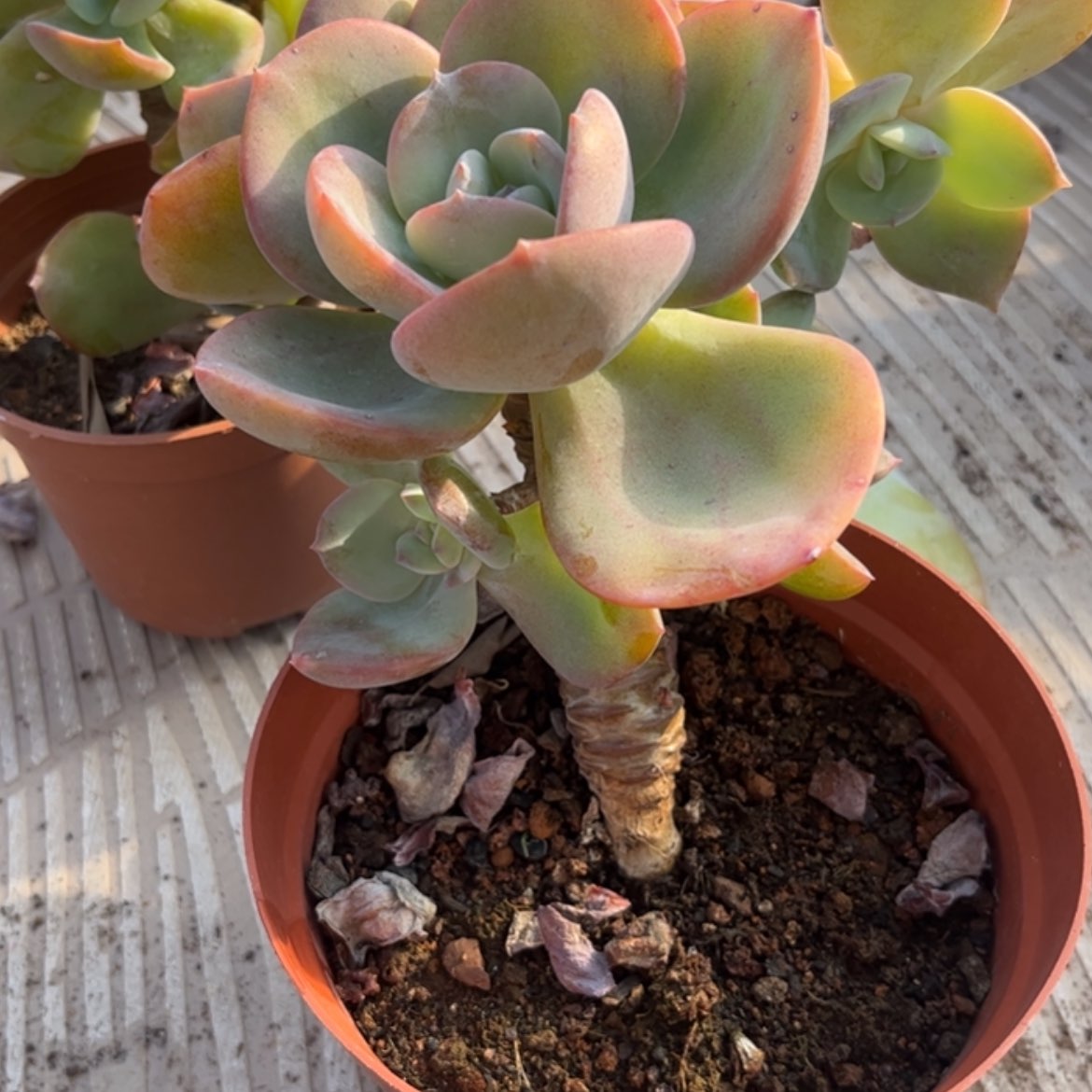 【闪购商品】无花朵开**雨