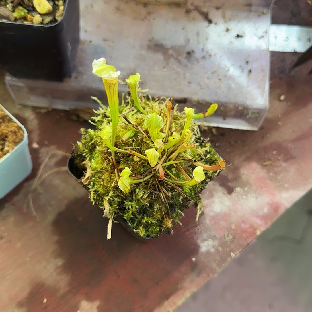 1***6完全开放粉豹SL3瓶子草