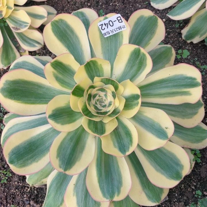 42王妃多肉12345678