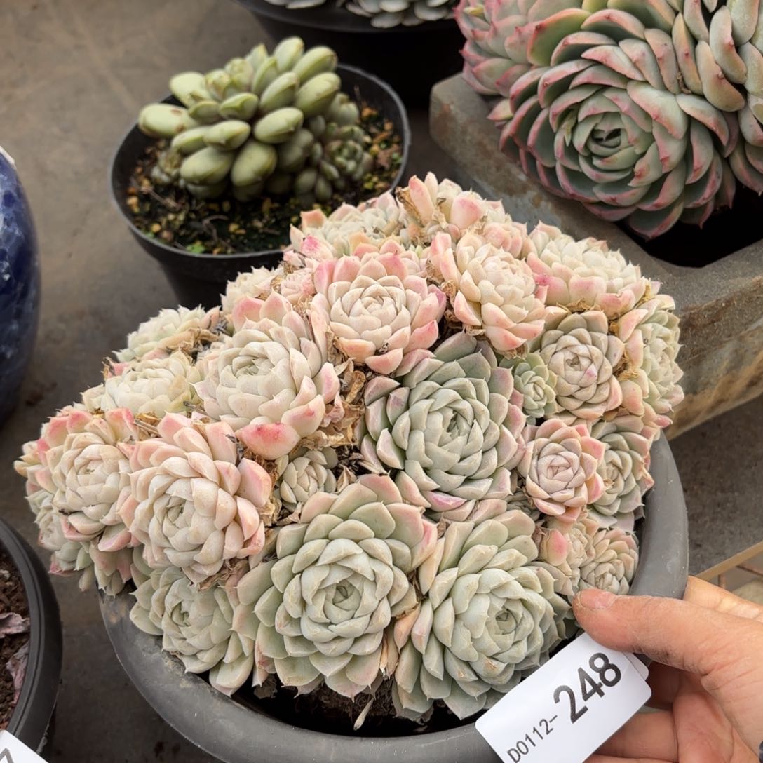 同温层多肉白月影248