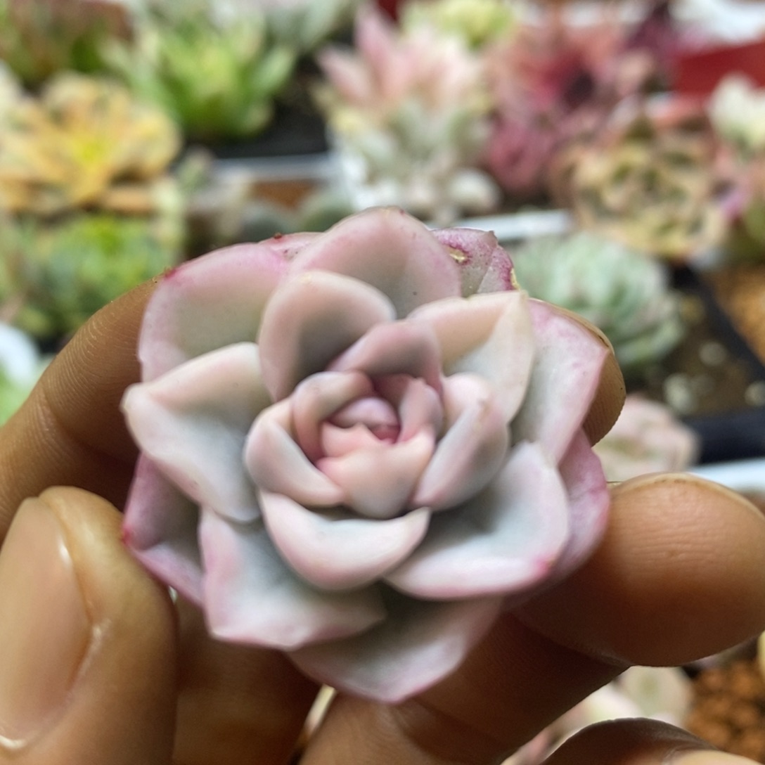 雪鸳锦 多肉植物