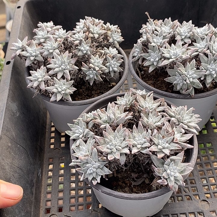 897白菊脱土一一一一一一一