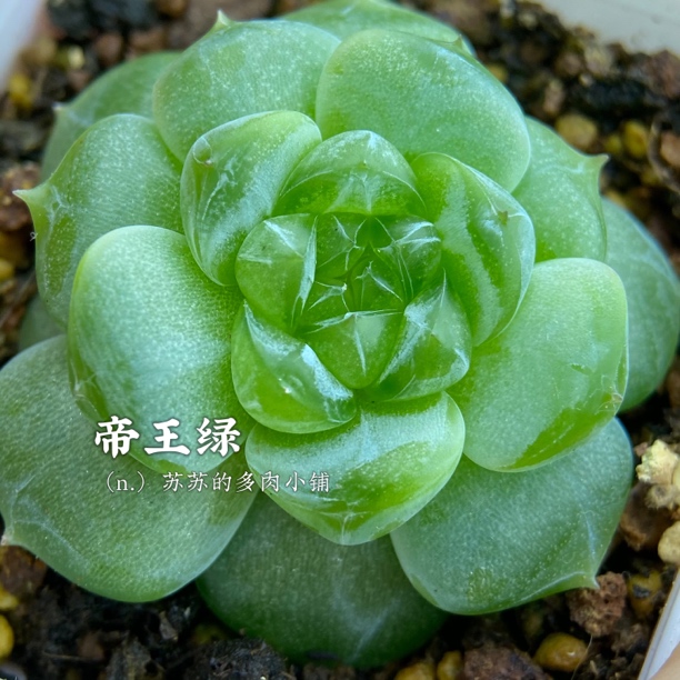 财富密码帝王绿，一物一拍叶插苗，多肉包对版，四公分盆口，