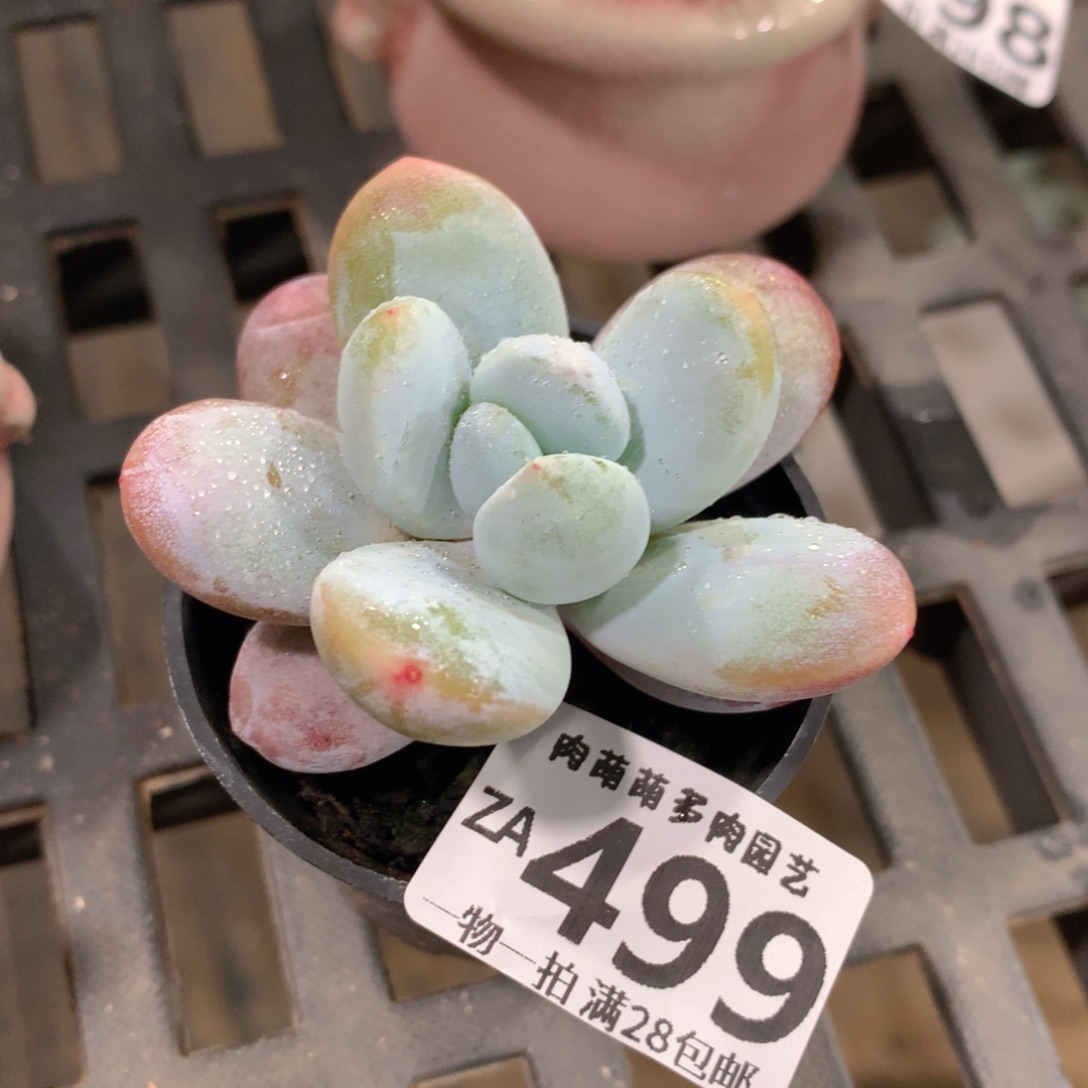 肉萌萌拇指盆精控多肉ZA499