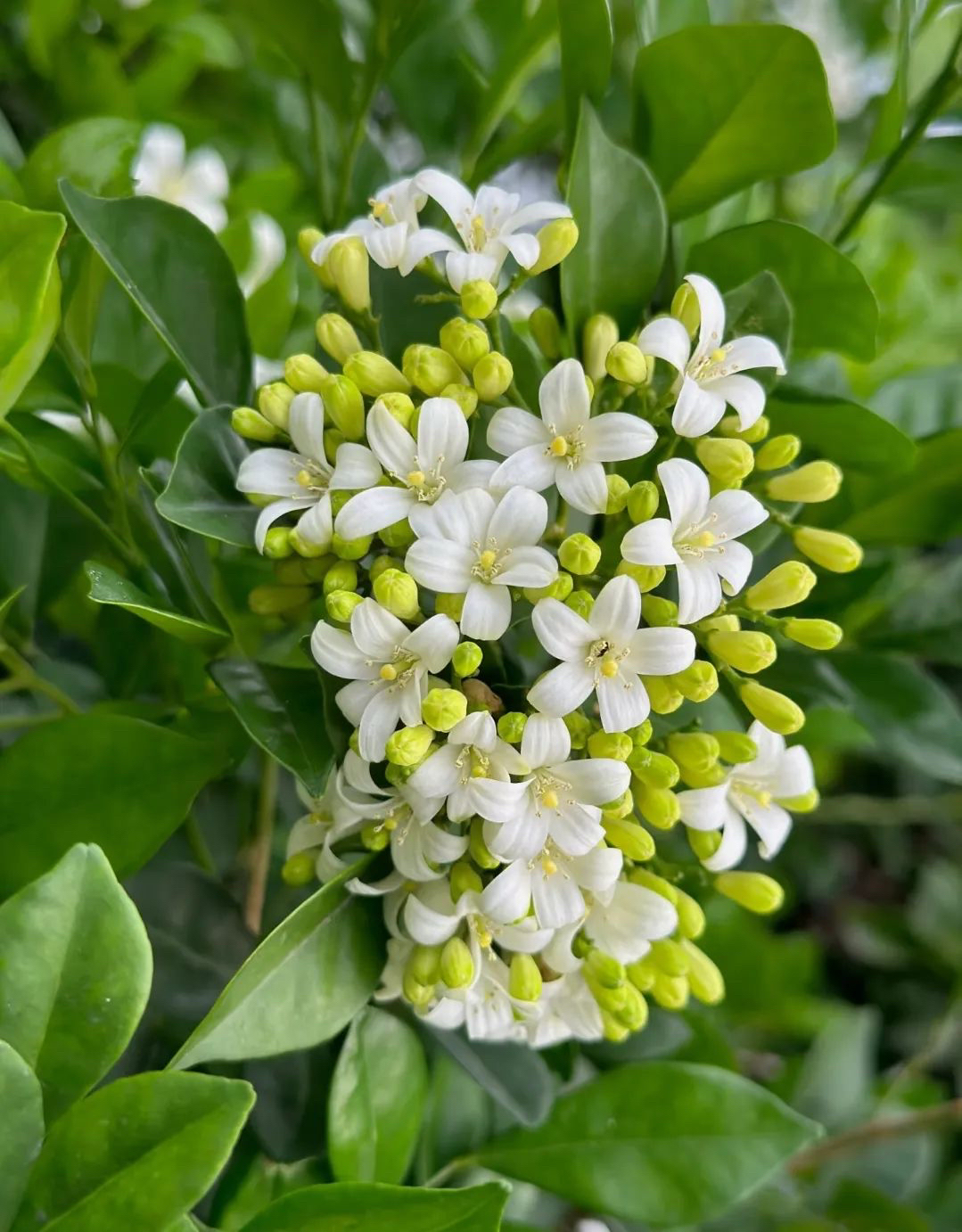 九里香四季常青浓香型花卉室内外易活好养可驱蚊九里香造型盆景