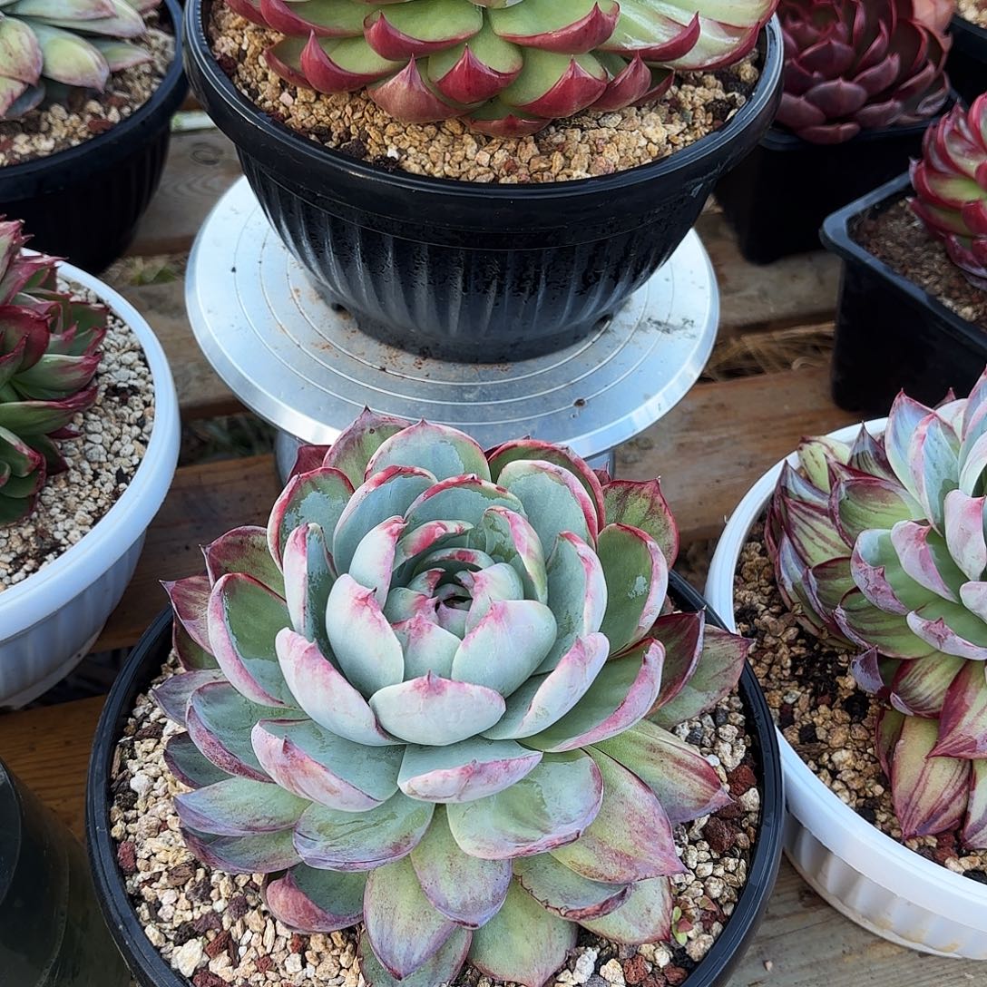 小***红无花朵惊鸿仙子2个