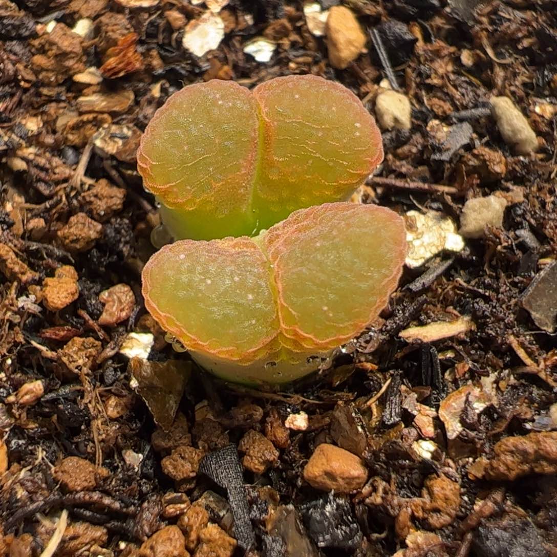 415多肉植物百科