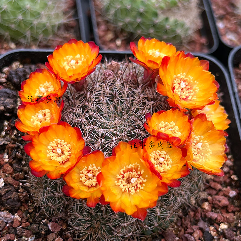 金太阳沟宝山属小型仙人球包对版