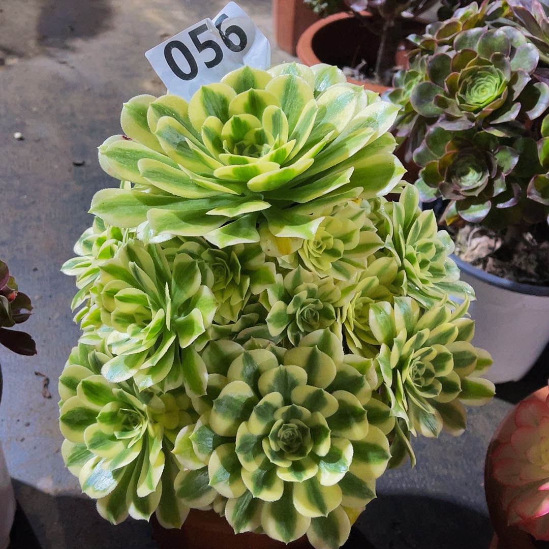 迈巴赫056拖土发货