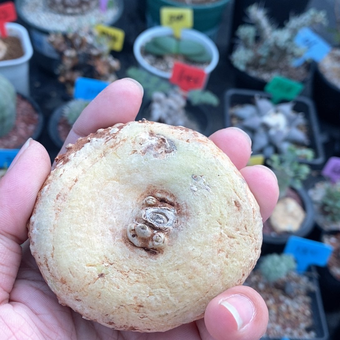 龙卵窟多肉植物一个