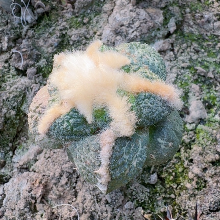 775大尤连山牡丹仙人球