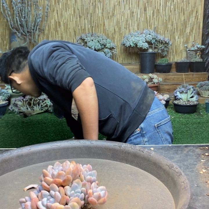 晨***阳757 号香水多肉植物