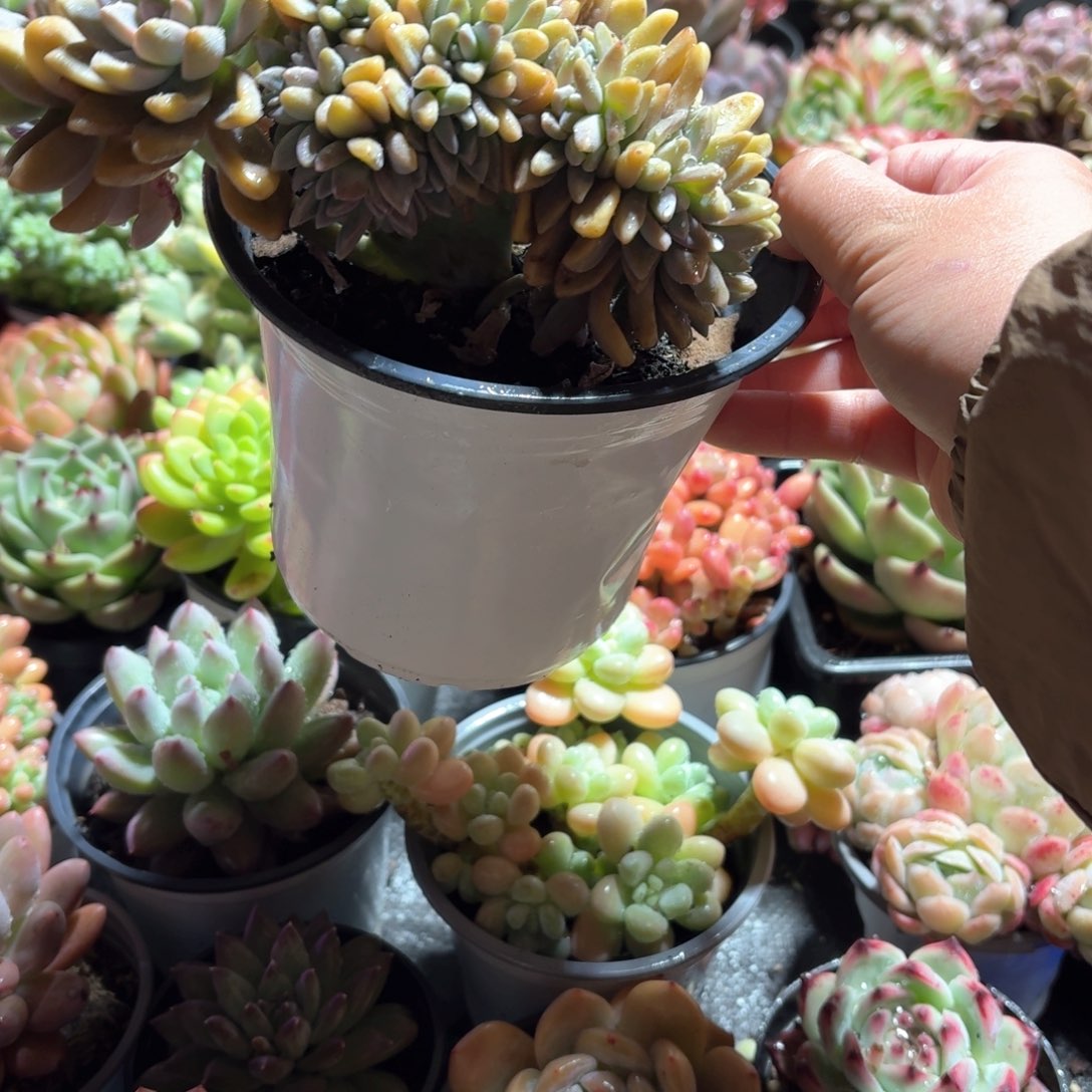 淡雪多肉缀化12㎝盆